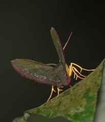 Fascellina meligerys