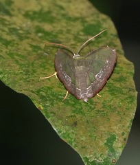 Fascellina meligerys