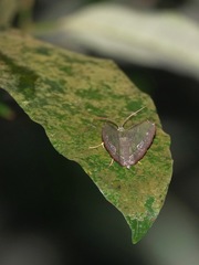 Fascellina meligerys