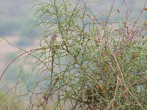 Blue-naped Mousebird
