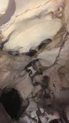 Chilabothrus striatus