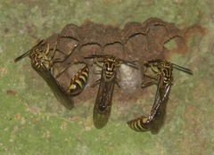 Liostenogaster varipicta