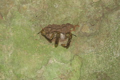 Liostenogaster varipicta