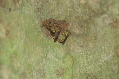 Liostenogaster varipicta