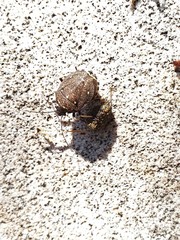 Platycoris bipunctatus