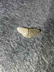 Lophophleps triangularis