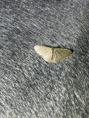 Lophophleps triangularis