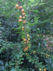 Canthium coromandelicum