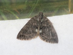 Hydriomena impluviata