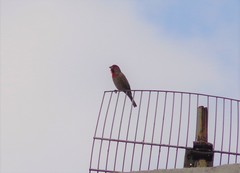 Haemorhous mexicanus