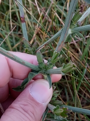 Cichorium intybus image