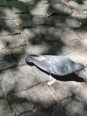 Columba livia domestica