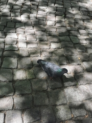 Columba livia domestica