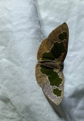Celenna festivaria