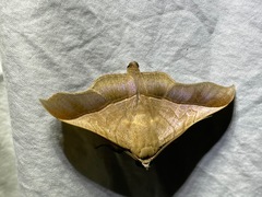 Chilkasa falcata