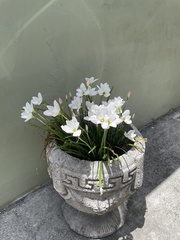 Zephyranthes drummondii