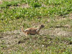 Cynomys ludovicianus