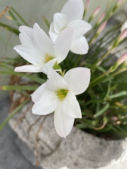 Zephyranthes drummondii
