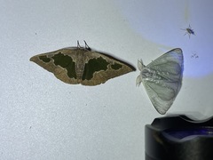 Arctornis marginalis