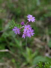 Primula halleri