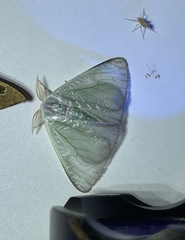 Arctornis marginalis