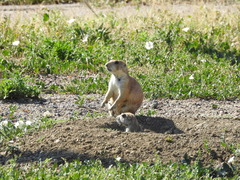 Cynomys ludovicianus