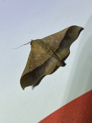 Chilkasa falcata