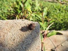 Platycoris bipunctatus