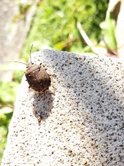 Platycoris bipunctatus
