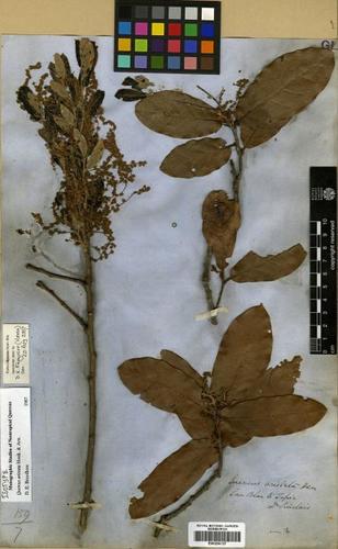Quercus aristata