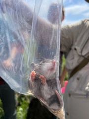 Onychomys leucogaster