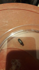 Lamprohiza splendidula