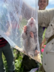 Onychomys leucogaster