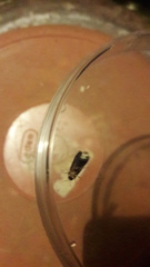 Lamprohiza splendidula