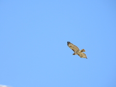 Buteo jamaicensis