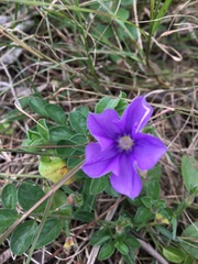 Convolvulus sabatius mauritanicus