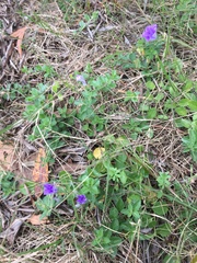 Convolvulus sabatius mauritanicus
