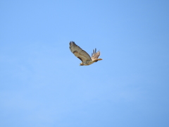 Buteo jamaicensis