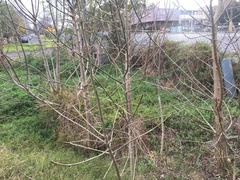 Convolvulus sabatius mauritanicus