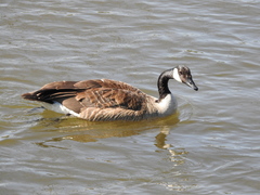Branta canadensis