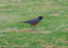 Turdus migratorius