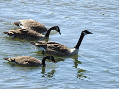 Branta canadensis