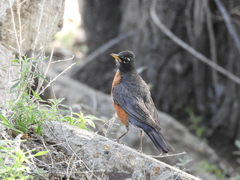 Turdus migratorius