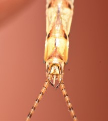 Hexagenia rigida