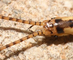 Hexagenia rigida