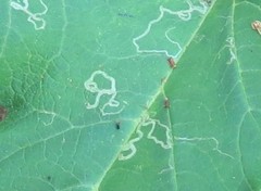 Phytomyza spondylii group
