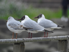 Chroicocephalus ridibundus