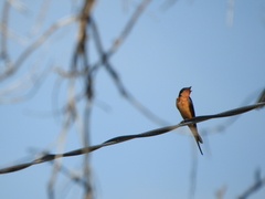 Hirundo rustica
