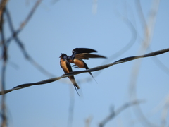 Hirundo rustica