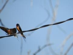 Hirundo rustica